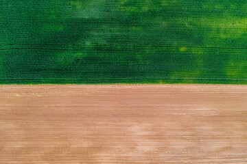 Beautiful field background with wheat and soil divided in half. View from above