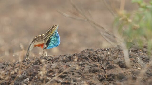 fan-throated lizard male raises its body to confront another male for territory on a Laterite rock