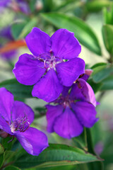 A close up of purple lasiandra flowers in garden setting