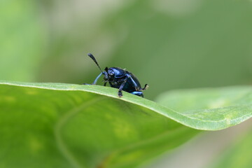 bumble bee on leaf