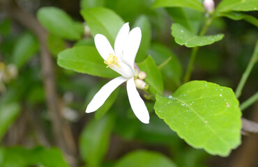 White lemon blossoms, green leaves on complete trees