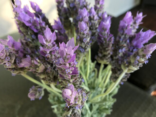 Obraz premium Closeup of beautiful purple Lavender flowers surrounded by green leaves