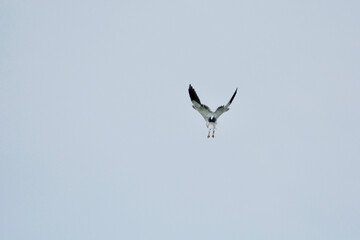 White hawk on a sky