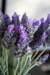 Closeup of beautiful purple Lavender flowers surrounded by green leaves