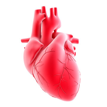 Human heart. 3d illustration. Isolated, contains clipping path