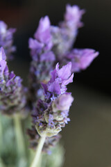 Obraz premium Closeup of beautiful purple Lavender flowers surrounded by green leaves
