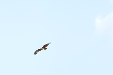 Obraz premium Red hawk on sky