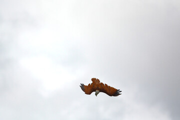 red hawk on sky
