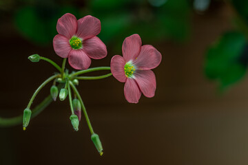 Obraz premium Oxalis flowers landscape copy space