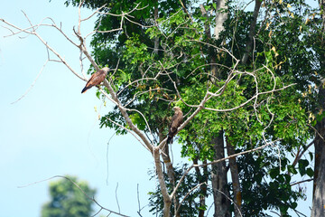 red hawk on branch