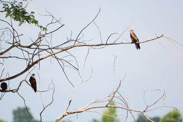 red hawk on branch