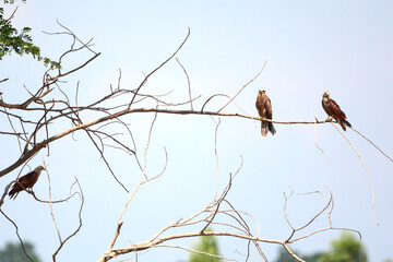 red hawk on branch