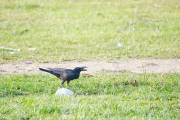  crow on the ground
