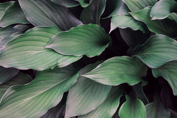 Fototapeta na wymiar natural green background with large leaves. 