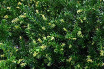  Natural green background barbed plant in garden  