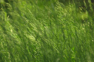 Natural background green grass swings in the wind   