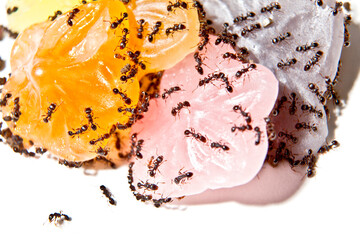 キャンディーに群がる蟻
