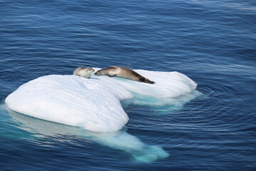 見つめ合うアザラシ © Nami735