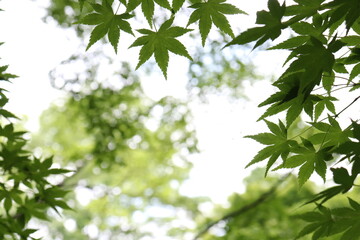 Green maple leaves against the sun