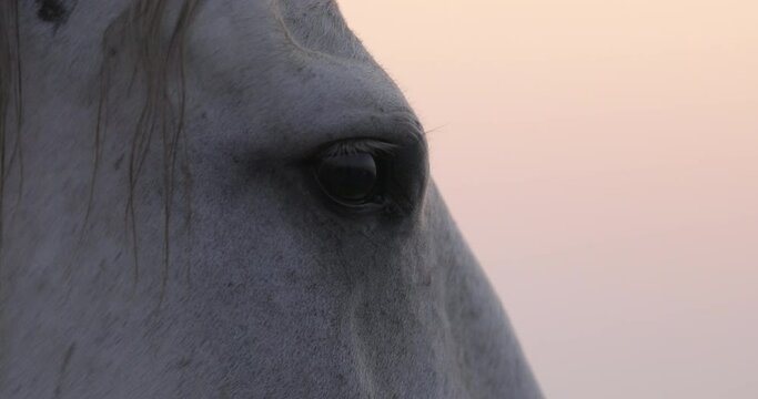 Close-up of white horse against sky at sunset - Camargue, France