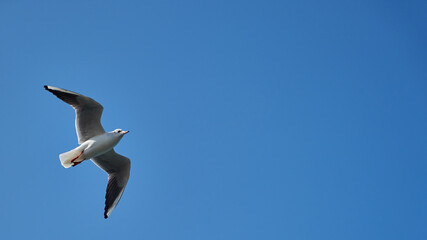 Image of seabirds. Image of seagulls.
