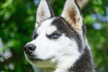 Obraz premium siberian husky dog