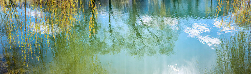 willow tree branches with fresh and pointy leaves hanging over pond surface and reflecting in...