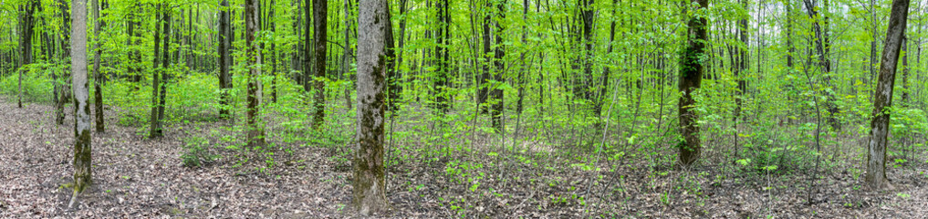 deciduous forest with fresh green foliage at spring time. panoramic landscape