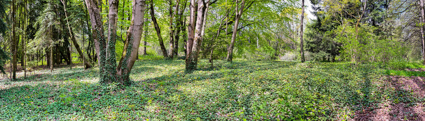 Fototapeta premium beautiful green forest landscape with trunks of trees covered with evergreen curly ivy leaves. sunny spring day. panoramic view