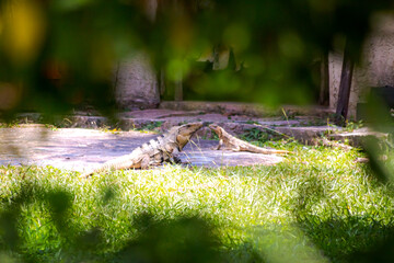 iguana