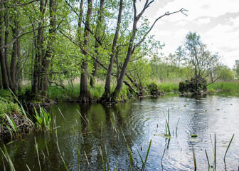 landscape with old tree trunks in the water, abstract reflections in the water