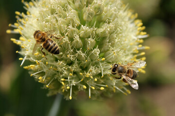 Flower green with bee collects honey nectar