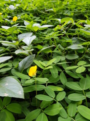 Green leaves plant, evergreen vines