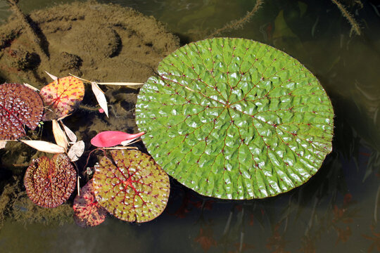 99 Best Feuille De Nenuphar Images Stock Photos Vectors Adobe Stock