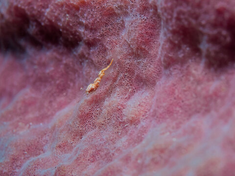 Translucent Gorgonian Shrimp (Manipontonia psamathe)