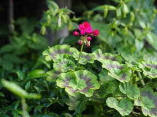 Red Geraniums bloomed in a secluded corner of the garden after transplanting into the open ground.Spring flower background.