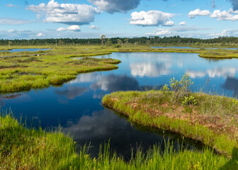 Fototapeta na wymiar Scenic landscape with blue bog lakes surrounded by small pines and birches and green mosses on a summer day with blue skies and.white cumulus clouds, reflections in dark swamp water