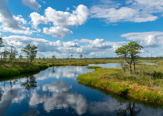 Fototapeta na wymiar Scenic landscape with blue bog lakes surrounded by small pines and birches and green mosses on a summer day with blue skies and.white cumulus clouds, reflections in dark swamp water