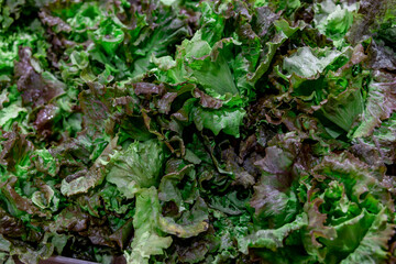 Green fresh lettuce leaves closeup. Natural background. Selective focus.