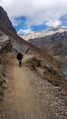 Donkeys wandering along Manang Valley, Annapurna Circus Trek, Himalayas, Nepal, with the view on Annapurna Chain. Dry and desolated landscape. High, snow capped mountain peaks.Working animals