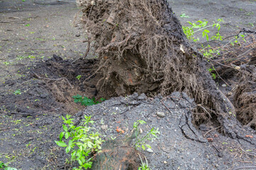 Green deciduous tree with roots fell after a hurricane on a city street