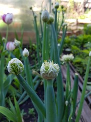 Fototapeta premium Onion flower on the stem