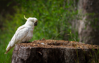 Birds Of Australia. Parrots forest Burrunjak - Сitron-crested cockatoo (Cacatua sulphurea...