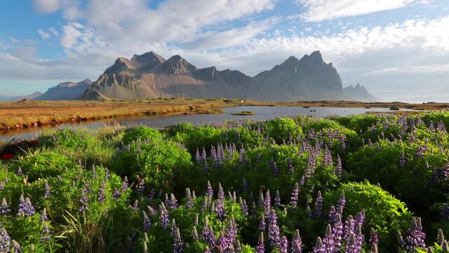 Blooming loopine flowers on Stokksnes cape. Sunny morning view of Vestrahorn (Batman) Mountain. Amazing summer scene of Iceland, Europe. Full HD video (High Definition).
