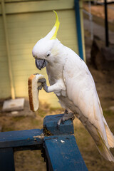 Birds Of Australia. Parrots forest Burrunjak - Сitron-crested cockatoo (Cacatua sulphurea...