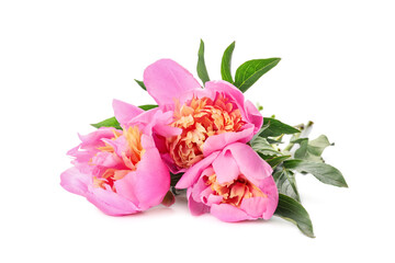 Obraz premium Beautiful peony flowers on white background