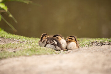 a small group of cute ducklings cuddling together near the pond having a nap