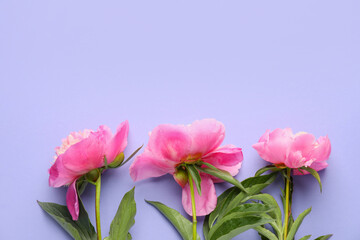 Beautiful peony flowers on color background