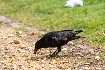 Crow on the grass in park