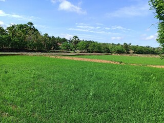 green field and blue sky